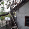 Poda Y Tala De árboles