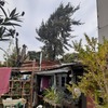 Poda Y Tala De árboles