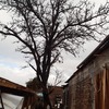 Poda Y Tala De árboles