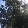 Poda Y Tala De árboles