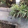 Pequeños Trabajos Jardinería