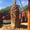 Poda Y Tala De árboles