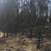 Poda Y Tala De árboles