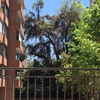 Poda Y Tala De árboles