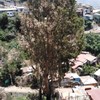 Poda Y Tala De árboles