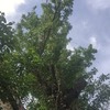 Poda Y Tala De árboles