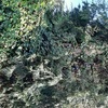 Poda Y Tala De árboles