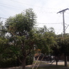 Poda Y Tala De árboles