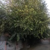 Poda Y Tala De árboles