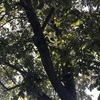 Poda Y Tala De árboles