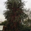 Tala de arbol