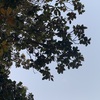 Poda Y Tala De árboles