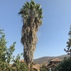 Poda Y Tala De árboles