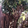 Poda Y Tala De árboles
