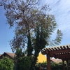 Poda Y Tala De árboles