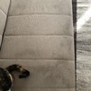Limpieza de Tapices o Alfombras