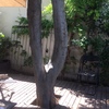 Poda Y Tala De árboles