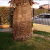 Poda Y Tala De árboles