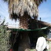 Poda Y Tala De árboles