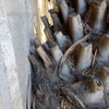 Poda Y Tala De árboles