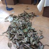 Poda Y Tala De árboles