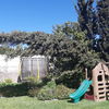 Poda Y Tala De árboles