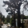 Poda Y Tala De árboles