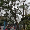 Poda Y Tala De árboles