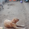Pequeños Trabajos Albañilería
