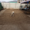 Pasto Natural