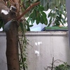 Poda Y Tala De árboles