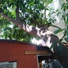 Poda Y Tala De árboles