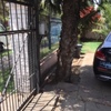 Poda Y Tala De árboles