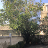 Poda Y Tala De árboles
