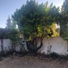 Poda Y Tala De árboles