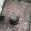 Poda Y Tala De árboles