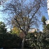 Poda Y Tala De árboles