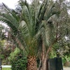 Poda Y Tala De árboles