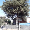 Poda Y Tala De árboles