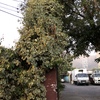 Poda Y Tala De árboles