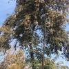 Poda Y Tala De árboles
