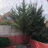 Poda Y Tala De árboles