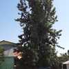 Poda Y Tala De árboles