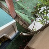 Poda Y Tala De árboles