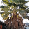 Poda Y Tala De árboles