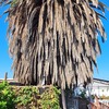 Poda Y Tala De árboles