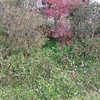 Mantener Jardín