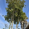 Poda Y Tala De árboles
