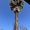 Poda Y Tala De árboles