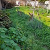 Pequeños Trabajos Jardinería